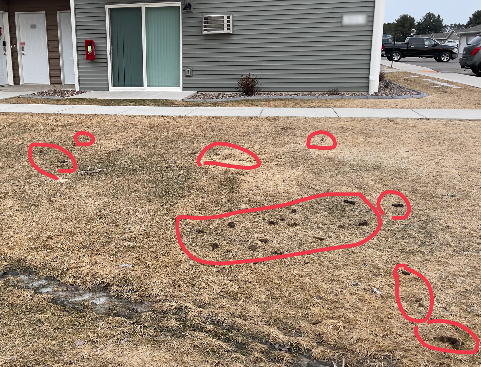 Typical dog waste poop buildup in pet-friendly apartment communities, Scoopie Poo pet waste cleanup service
