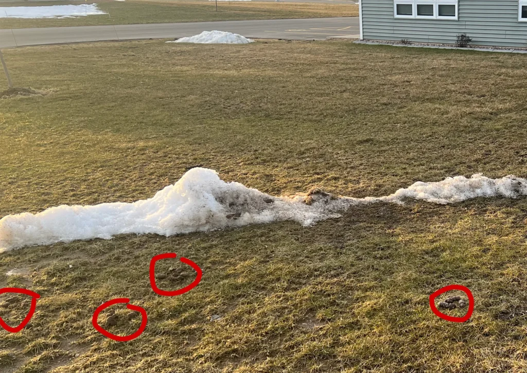 Dog waste poop buildup in a common area at a pet-friendly apartment complex