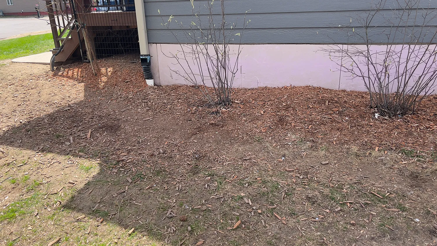 After dog waste cleanup showing the same residential backyard cleared and cleaned