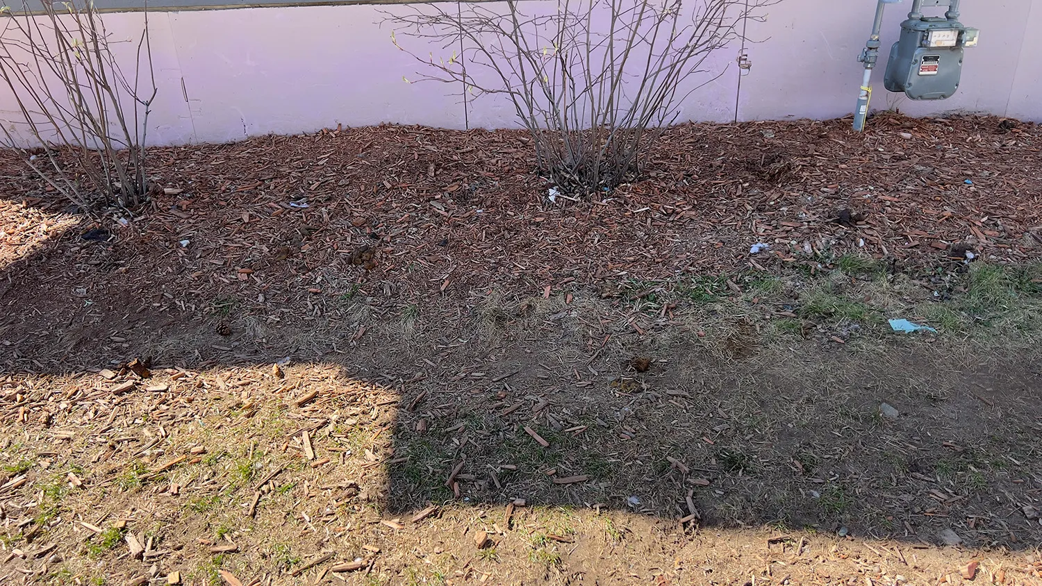 Before dog waste cleanup in a residential backyard with pet waste visible in the grass